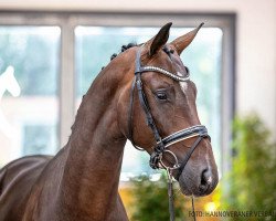 horse Depaz (Hanoverian, 2018, from De Niro)