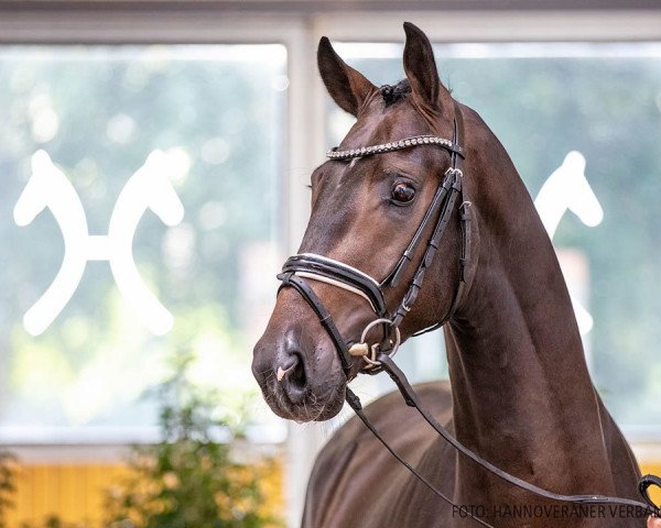 horse Hengst von Borsalino / Hotline (Hanoverian, 2018, from Borsalino)