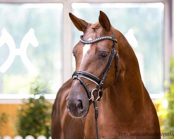 Dressurpferd Bon Ami II (Hannoveraner, 2018, von Bon Coeur)