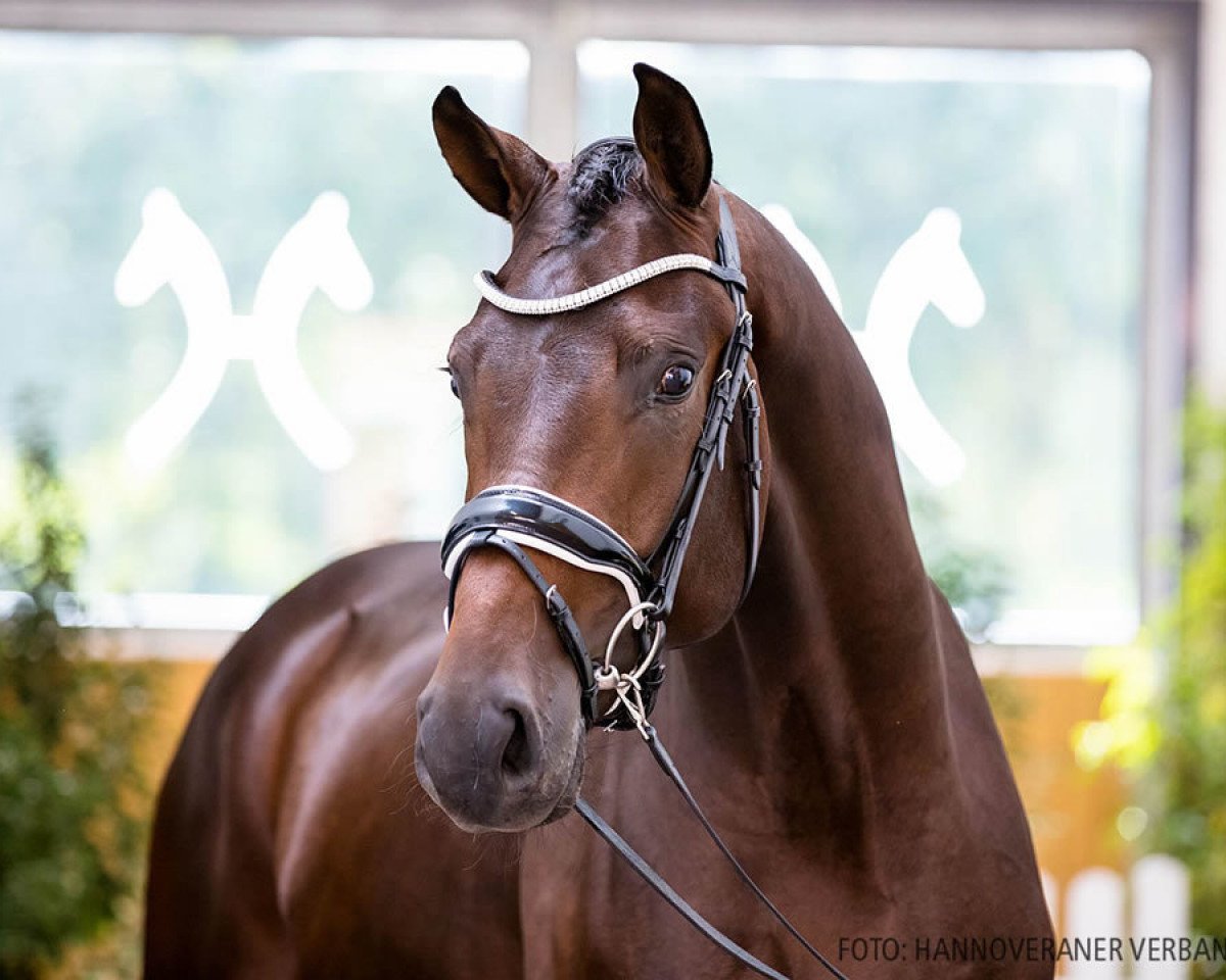 Stallion Victorianus (Hanoverian, 2018, from Vitalis) - Kollektionshengst-Körung 2020: Hannoveraner Verband
