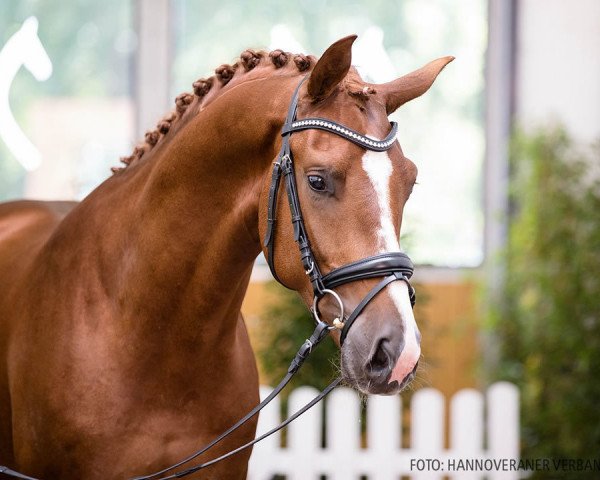 Pferd Vollmond O (Hannoveraner, 2018, von Vitalis)