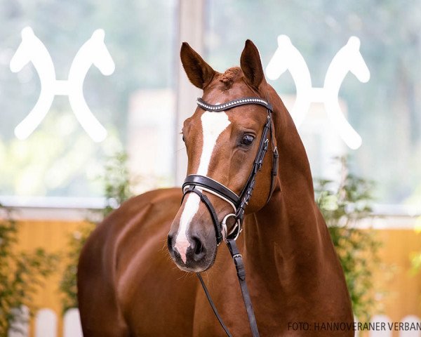 stallion Quandio (Hanoverian, 2018, from Quando Unico FRH)