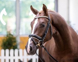 dressage horse Like Chocolate 4 (Hanoverian, 2018, from Livaldon)