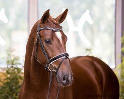 Pferd Du Beaureve (Rheinländer, 2018, von Harmony's de Beau)