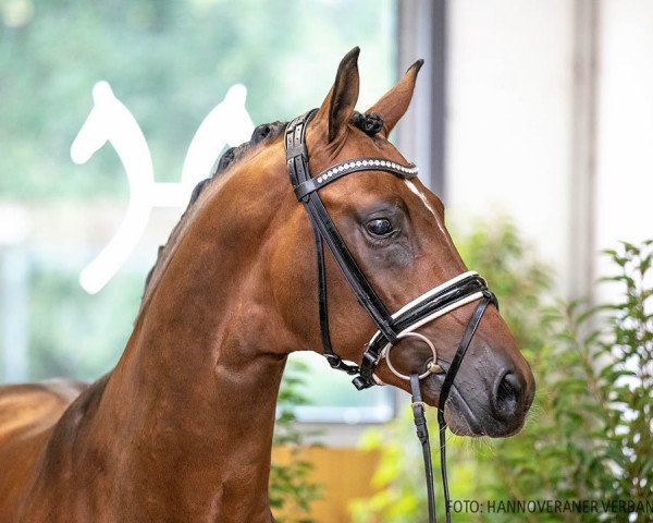 stallion Bach (Hanoverian, 2018, from Callaho's Benicio)