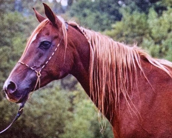 Zuchtstute Kibriya B.B.El Shaklan ox (Vollblutaraber, 1987, von Kauri ox)