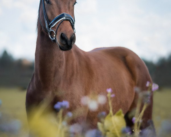 dressage horse Coconut's Charming King (German Riding Pony, 2016, from FS Coconut Dream)