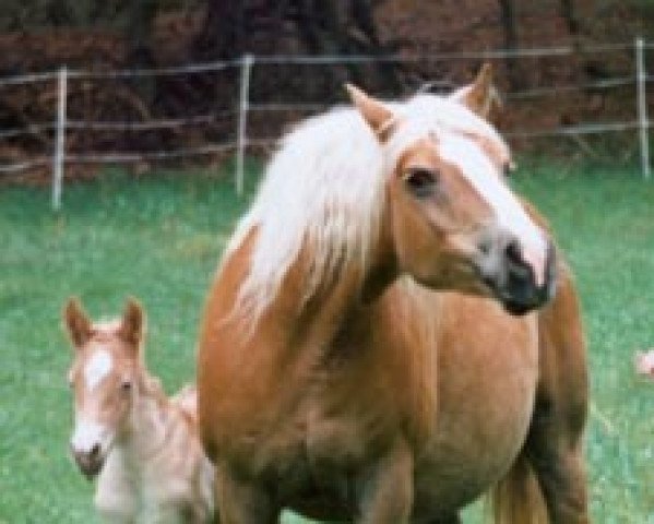 Broodmare Melach (Haflinger, 1979, from liz. Wildfang)