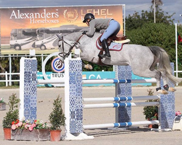Springpferd Baucis D'Ouilly (Selle Français, 2011, von Modesto)