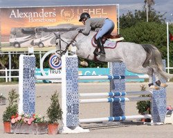 Springpferd Baucis D'Ouilly (Selle Français, 2011, von Modesto)
