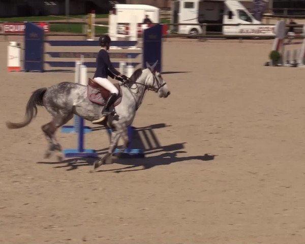 jumper Belos D'Ouilly (Selle Français, 2011, from Modesto)