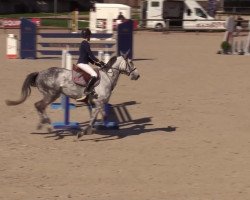 jumper Belos D'Ouilly (Selle Français, 2011, from Modesto)