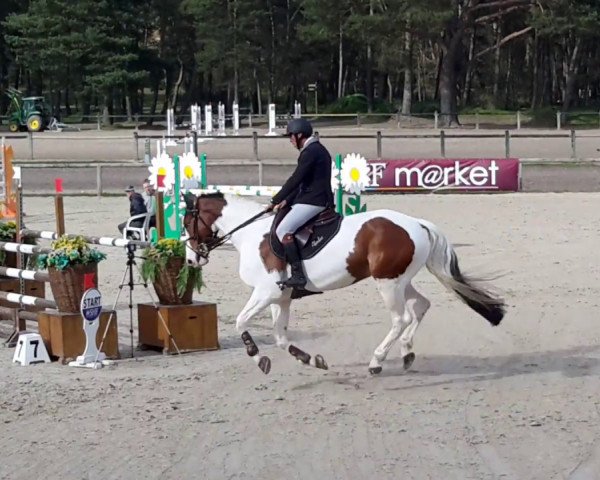 horse Bellini d'Ouilly (Selle Français, 2011, from Stenthor Morinda)