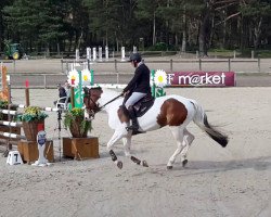 horse Bellini d'Ouilly (Selle Français, 2011, from Stenthor Morinda)