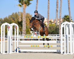 jumper Tao d'Ouilly Z (Zangersheide riding horse, 2013, from Tinka's Boy)
