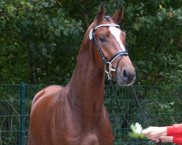 horse Kansas (KWPN (Royal Dutch Sporthorse), 2015, from Quasimodo vd Molendreef)