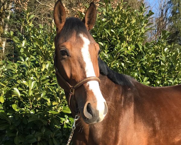 horse SHS Chap's Le Sauvage (Austrian Warmblood, 2015, from Chap II)