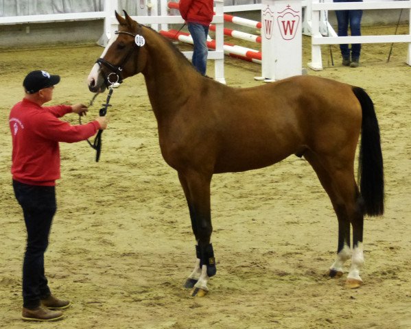 jumper Laresco Tf (Westphalian, 2015, from Lavagon)