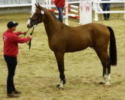 jumper Laresco Tf (Westphalian, 2015, from Lavagon)