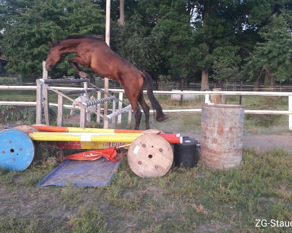 Pferd Celestis Fire S (Hannoveraner, 2016, von Canturat)