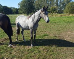 eventing horse Halo in my Heart (Hanoverian, 2019, from Hickstead White)