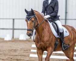 dressage horse Holsteins Damast (German Riding Pony, 2004, from Fs Disagio)