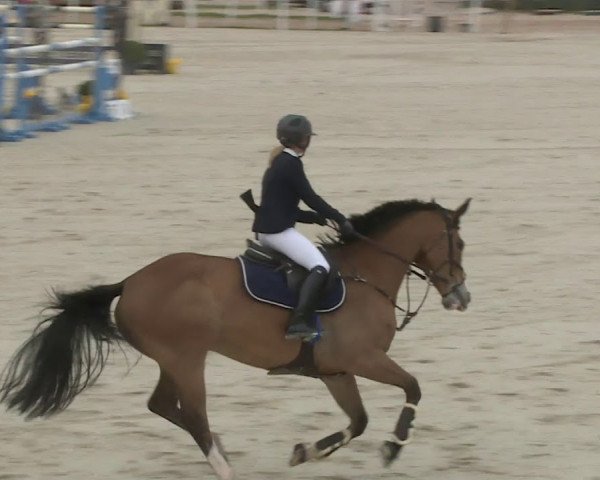 jumper Rykiel de Jauzif (Selle Français, 2005, from Luccianno)