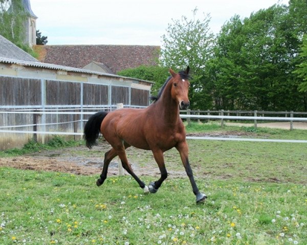 Zuchtstute Faoz de Jauzif (Selle Français, 2015, von Numero Uno)