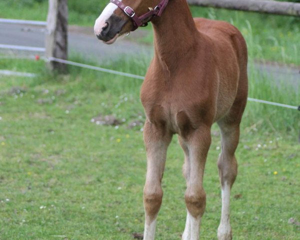 horse Alice (German Riding Pony, 2020, from A Gorgeous)
