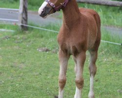 horse Alice (German Riding Pony, 2020, from A Gorgeous)