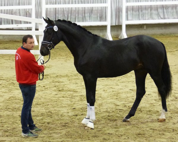 Pferd Daigny (Westfale, 2015, von Danciano)