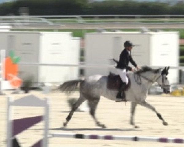 jumper Cyrano de St Priest Z (Zangersheide riding horse, 2009, from Cap Kennedy)