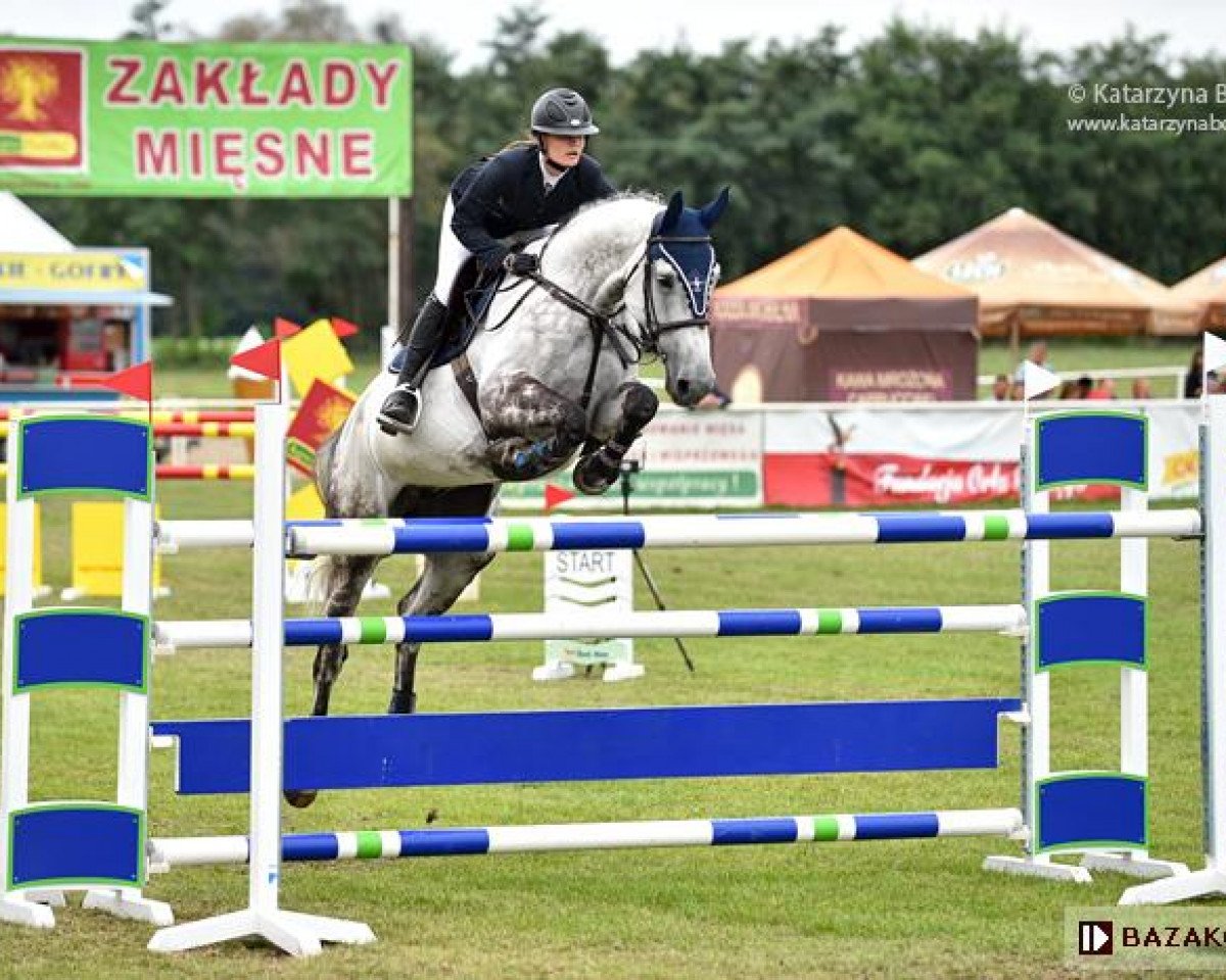 jumper Czudyno de Rem (Zangersheide riding horse, 2008, from Cap Kennedy)