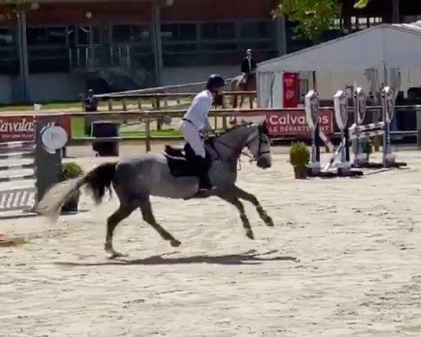 Springpferd Coeur de Prem Z (Zangersheide Reitpferd, 2014, von Cap Kennedy)
