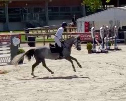 jumper Coeur de Prem Z (Zangersheide riding horse, 2014, from Cap Kennedy)