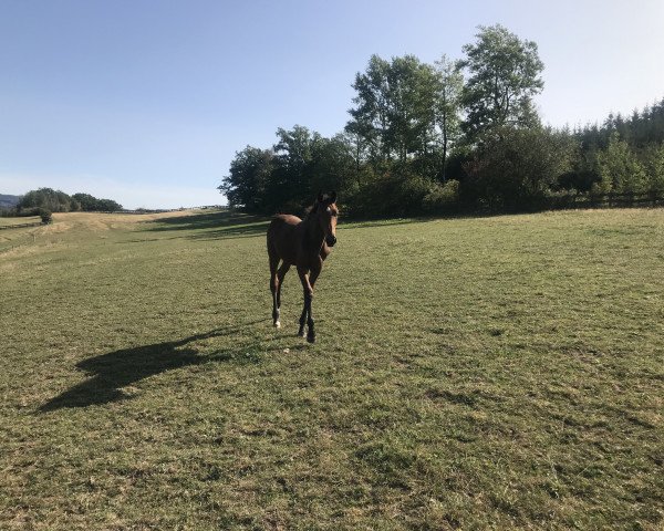 Pferd Karatina (Westfale, 2020, von Karajan)
