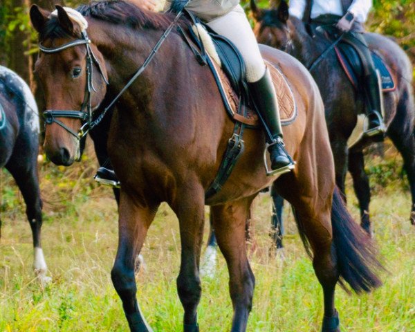 horse Carlsson (German Warmblood, 2013, from Casskeni II)
