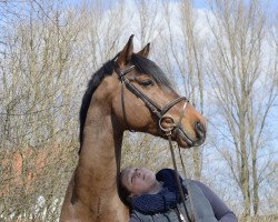 jumper Calippo 33 (Westphalian, 2005, from Canturo)