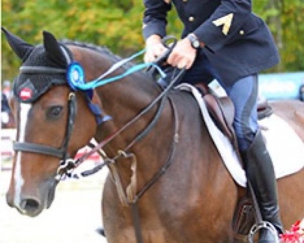 horse Dandy de la Cour (Selle Français, 2013, from Levistan)