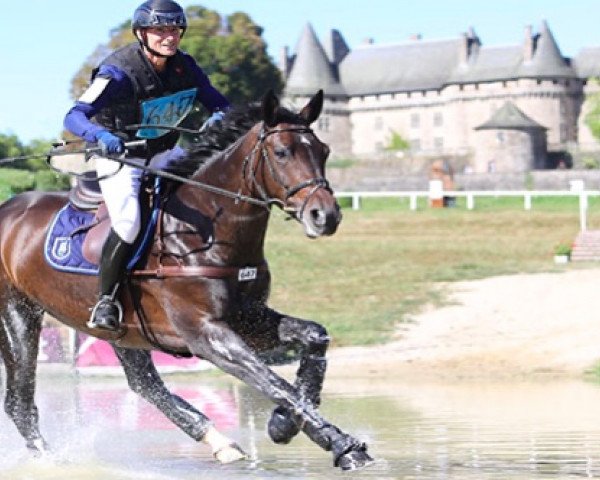 horse California d'Horset (Selle Français, 2012, from Soliman)
