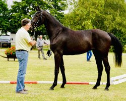 broodmare Die Oder Keine Mad Jo (Hanoverian, 2017, from Diatendro)