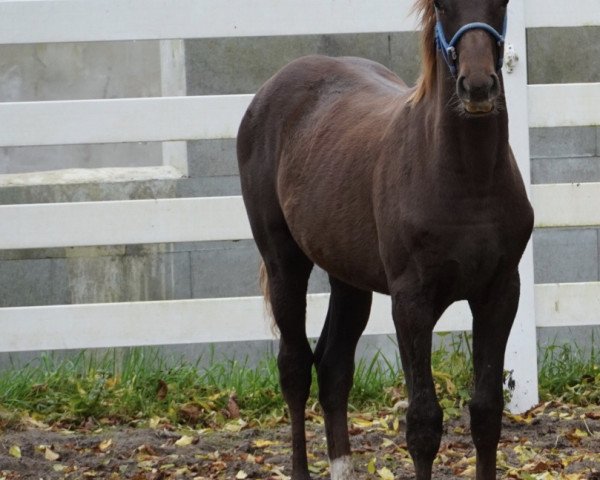 broodmare Stute von 2020 (Hanoverian, 2020, from Fuechtels Floriscount OLD)