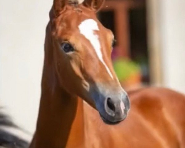 horse Océanne (Trakehner, 2020, from Freiherr von Stein)