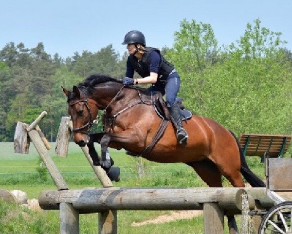horse Bibbione (Trakehner, 2007, from Perechlest)