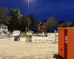 jumper Cortez 72 (German Sport Horse, 2009, from Chap 47)