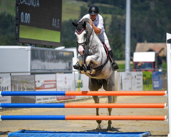 jumper Caluno A (Westphalian, 2014, from Cordess 2)