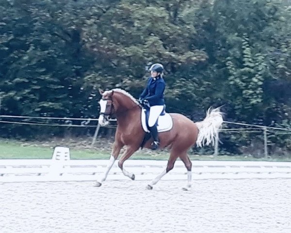 dressage horse Calino II CH (Freiberger, 2012, from Coventry CH) dressage horse Calino II CH (Freiberger, 2012, from Coventry CH)