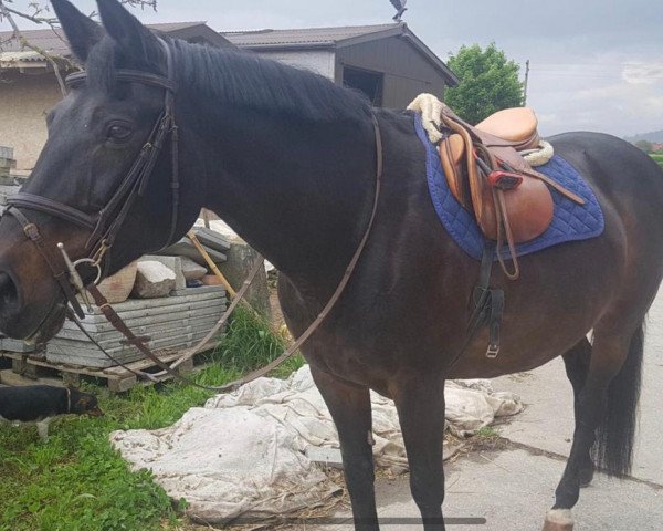 broodmare Cinzanos Legend KB (Swiss Warmblood, 1994, from Cinzano) broodmare Cinzanos Legend KB (Swiss Warmblood, 1994, from Cinzano)