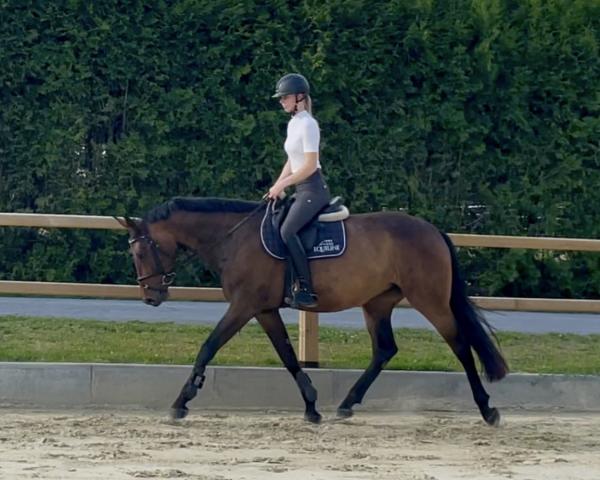 Cavallo da salto Bellevue 142 (Westfalico, 2019, di Blockbuster)