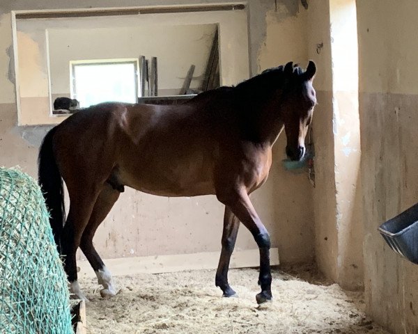 horse Allistair 5 (Oldenburg, 2014, from Ampère)